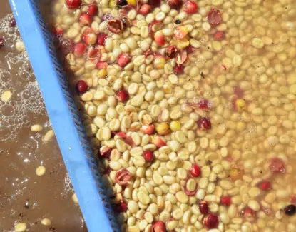 The washed process used in Baarbara Estate Washed AA specialty coffee beans