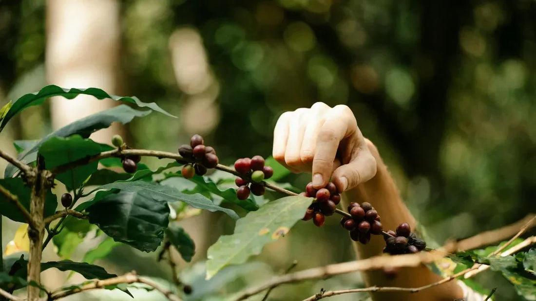 Exploring the World of Arabica Coffee: Flavour and Quality