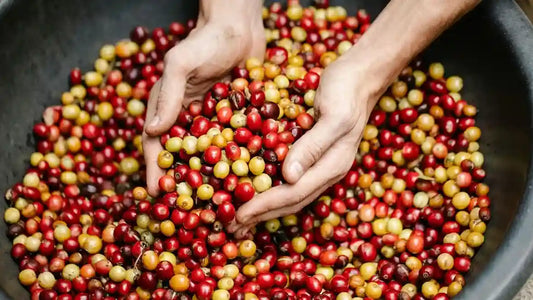 The Cost of Quality: Coffee Beans Price Explained