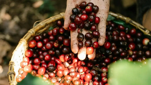 Peaberry Coffee Beans: What Makes Them Special?