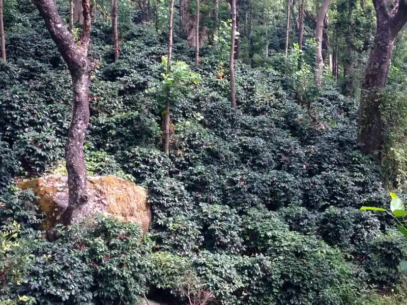 Ratnagiri estate coffee beans field