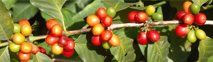 More about C&T Estate Yellow Honey Specialty Coffee
