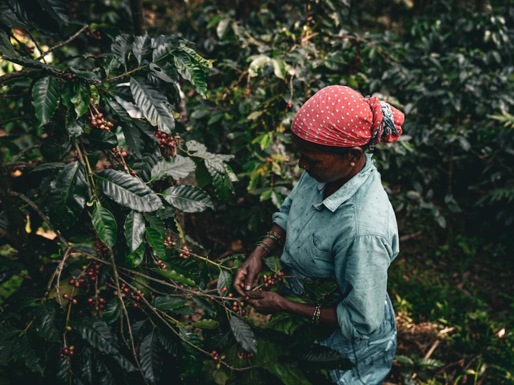 Supporting_Indian_Specialty_Coffee