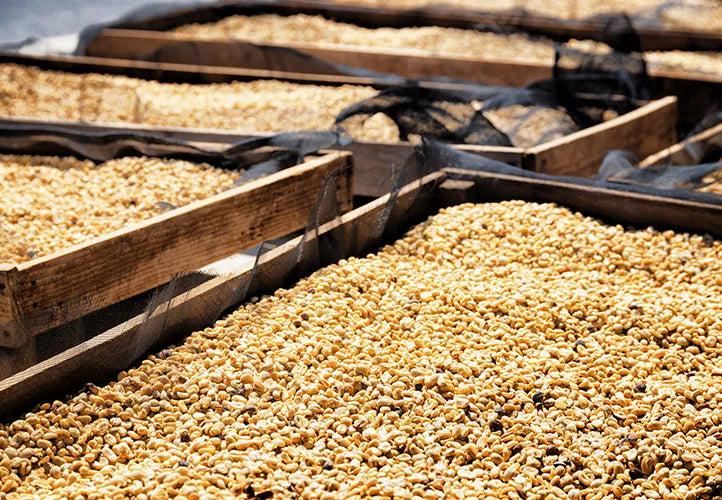 Thermal Shock Ratnagiri Coffee Processing