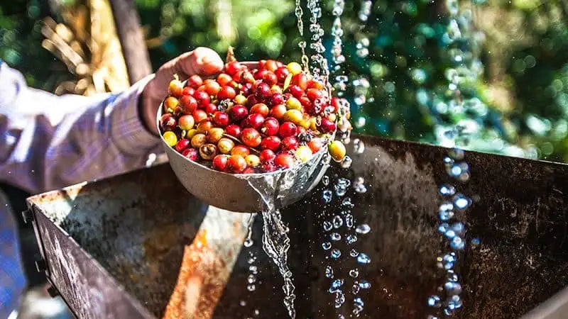 Kenya_washed_Specialty_Coffee_Beans