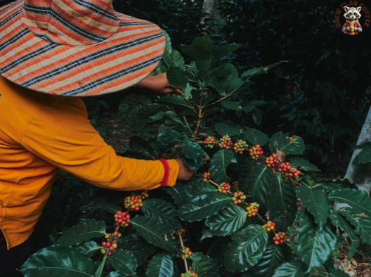 Arabica Coffee from Baarbara Estate