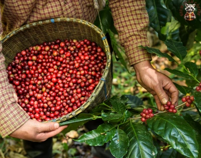 Coffee harvesting